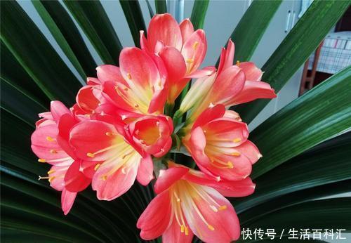 最合适|家里养君子兰,用什么花盆最合适?看完你就知道了!