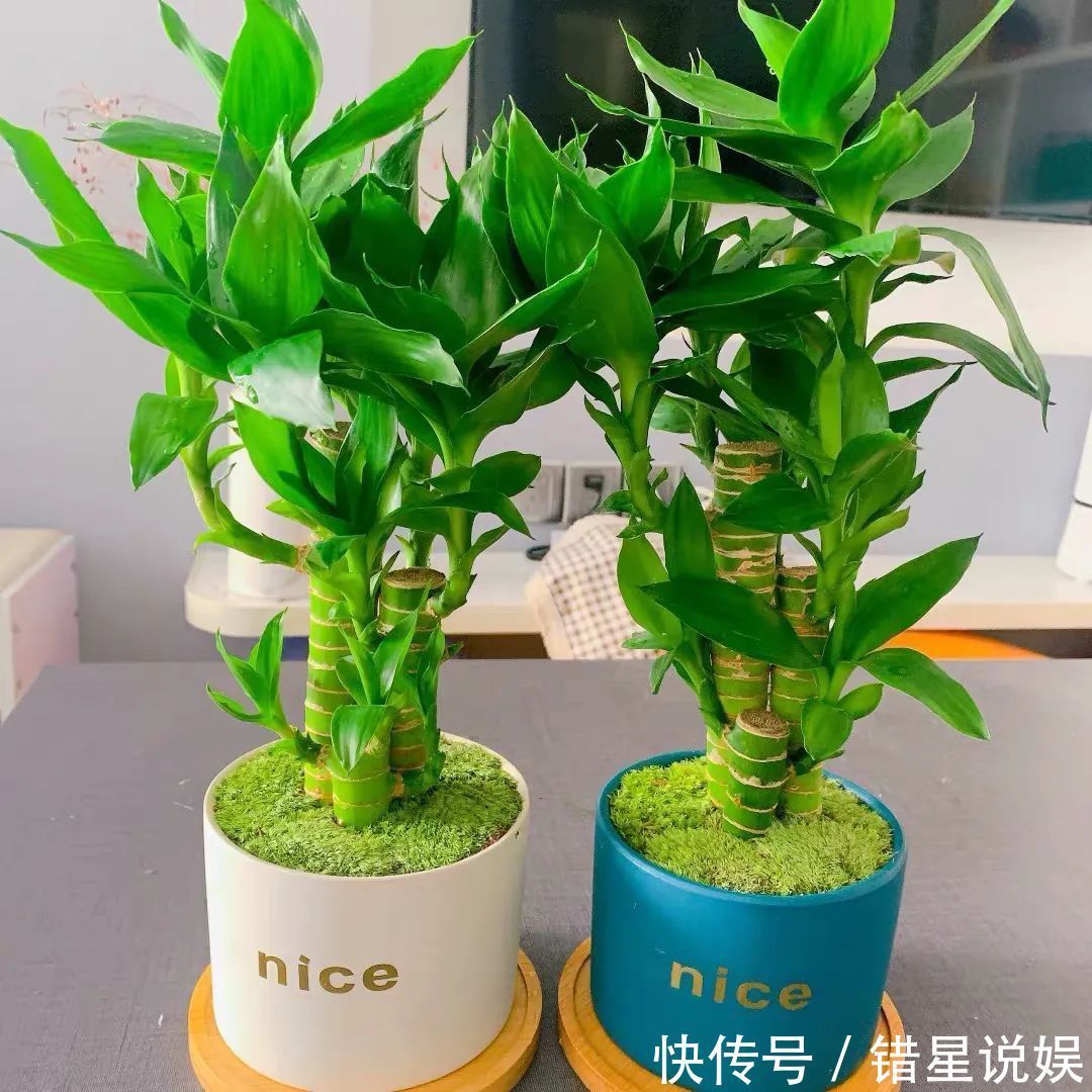 寓意|10大“吉祥花”适合养客厅,格调高,株型美,旺财又护家