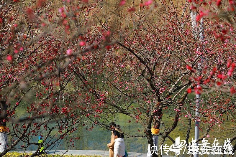 梅花|匡河“梅景”好 市民“打卡”忙「组图」