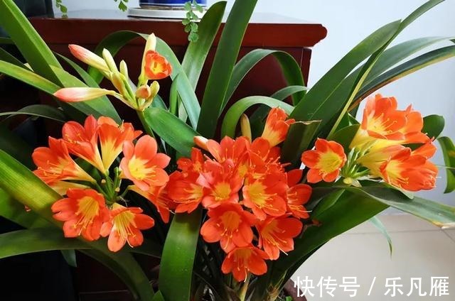 养花技巧快死的花,剪一刀立马活,还能再开花!