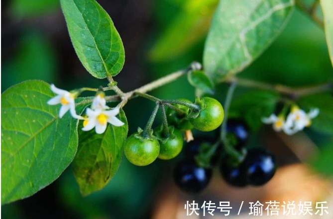农作物|农村一种“黑色”野果，殊不知它还可散瘀消肿，清热解毒