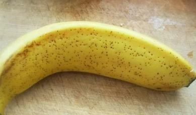 香蕉|自制饵料嫩玉米和香蕉,一天收获30斤草鱼