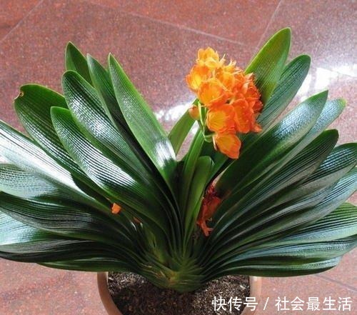 给君子兰加点营养，长出大白根开花呼呼旺，开花也多了！