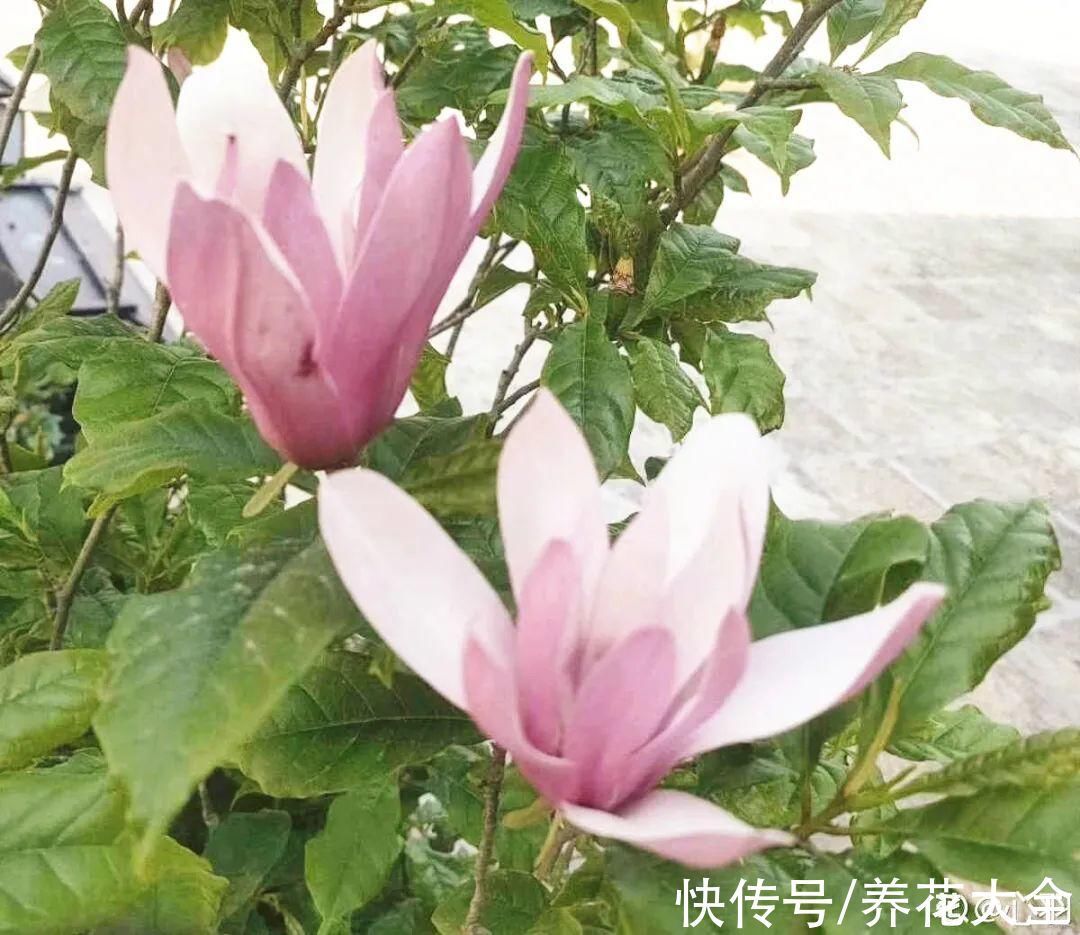 家门口种棵“吉祥花”,满树都开花,还有“镇宅”好兆头