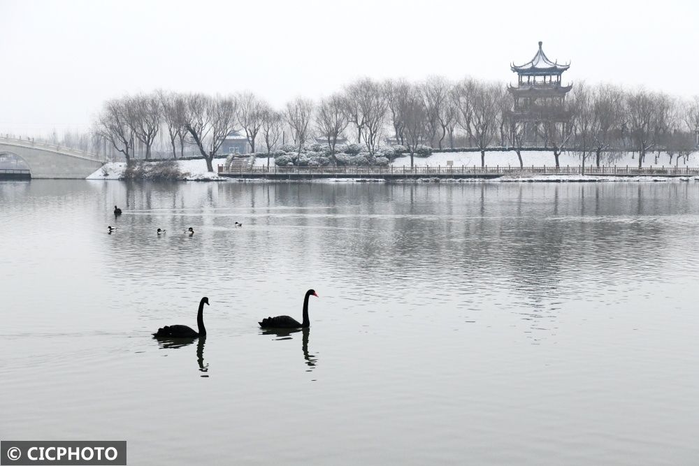 广平|河北广平：雪后天鹅湖美景如画