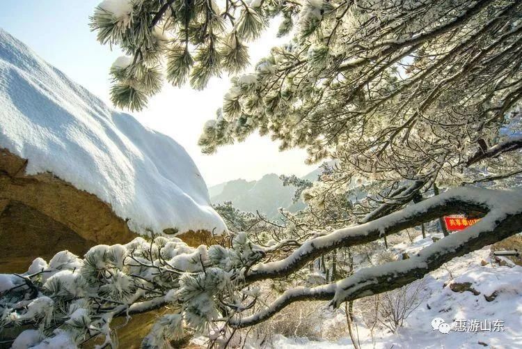 泰山银装素裹后石坞，雪松玉树赛仙境！