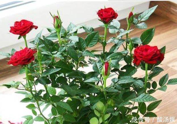 4种花“喜欢”晒太阳,越晒长得越旺,开花越多,1个月就爆盆