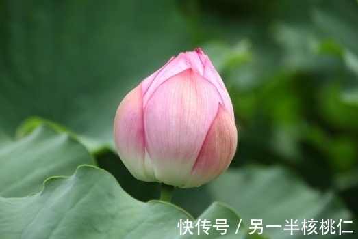 桃花|进入9月下旬，4属相横财不断，桃花朵朵开，爱情美满