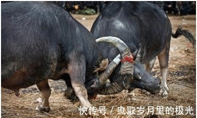 洛神赋#曹植《七步诗》家喻户晓,其实他的“两牛诗”更是绝唱,千古奇文