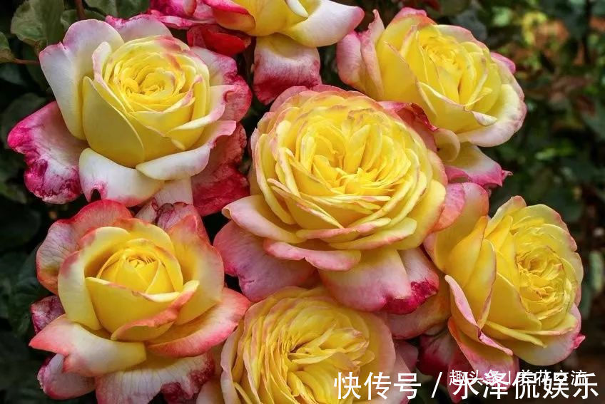 月季花|每年剪几次,喷点药,月季可保持经常开花,不怕黄叶和感染病虫害