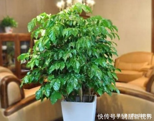 植株|自带“财气”的三种花，在家里养上几盆，一年四季财源不断