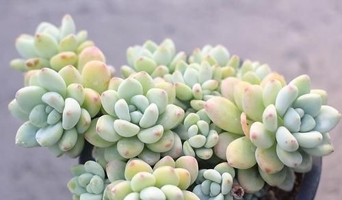 达摩福娘|4种自带香味的多肉,窗台养一盆,满屋子飘香,你养过几种?