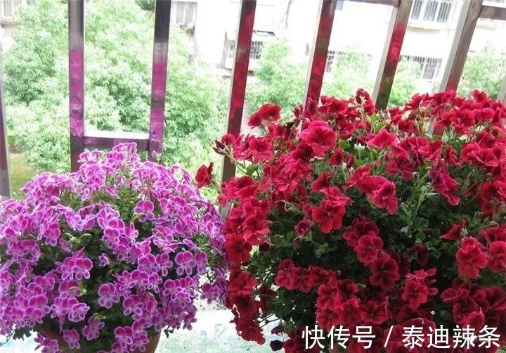 防盗窗养这5盆花,开花多、花期长,邻居看了都眼红