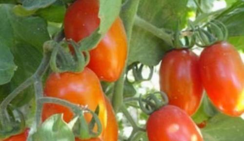 中年人养生要会吃，推荐以下食物，保护血管，促进消化，越吃越好