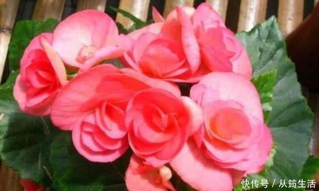 丽格海棠丽格海棠|3种花超好养，四季开花不间断，有光有水开满盆，适合懒人新手养