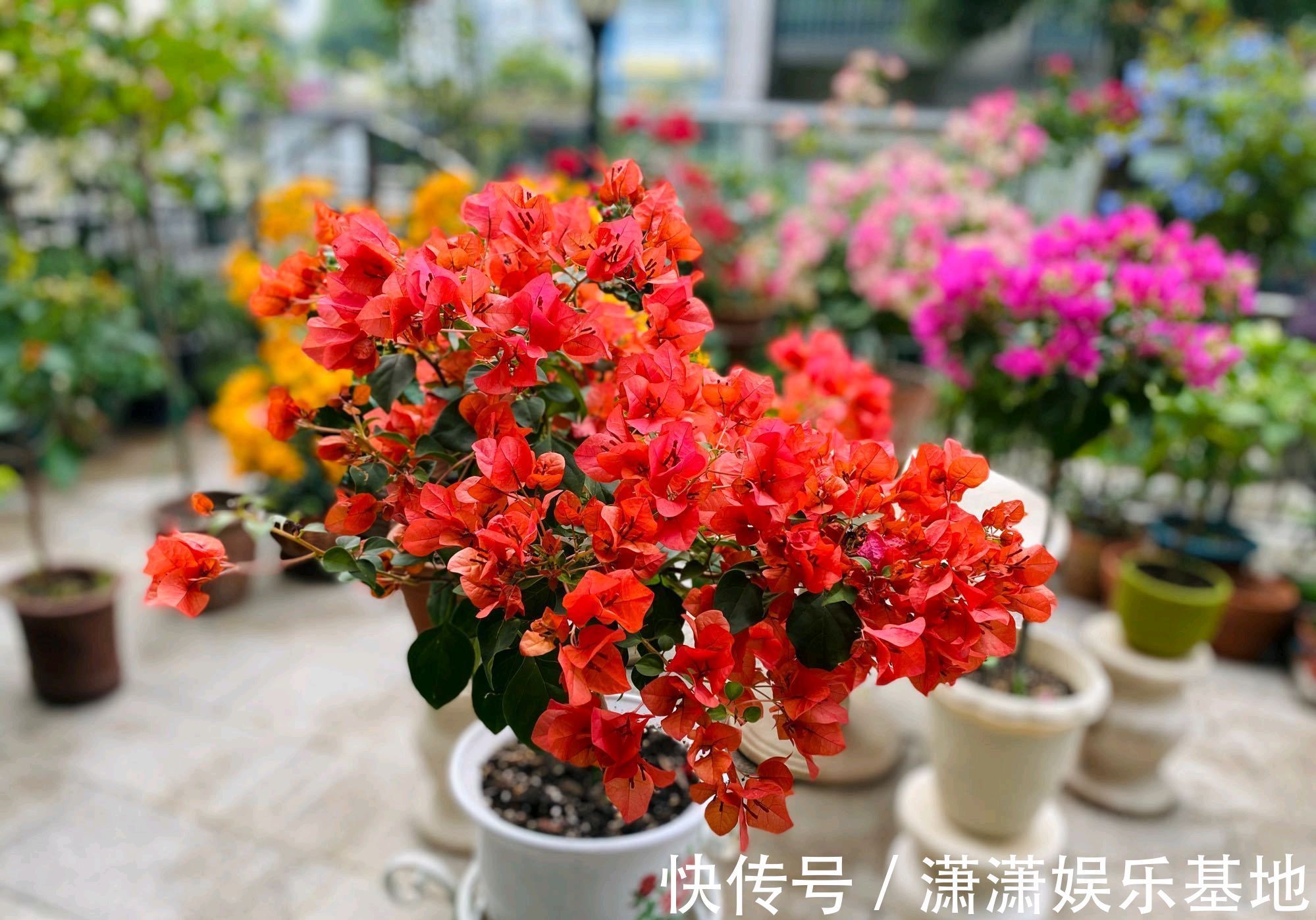 施肥|买回来的三角梅，掉花以后很难再次开花，控水施肥晒太阳也没用？