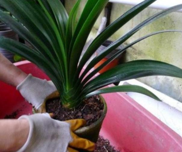 这2样东西看似平淡无奇,用作养花却不一般,增肥效果极好