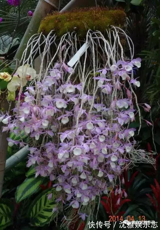狐尾兰|4种“兰花”好养还爱开花,一开就是“花瀑布”,惊艳!