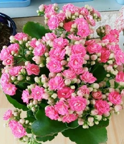 长寿花、蟹爪兰都喜欢这“1种料”，盆里撒1点，叶油绿、花更旺