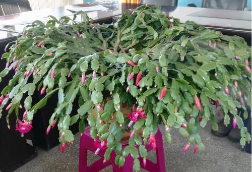 养花用氮、磷、钾肥,该用在什么地方?单独有什么效果?