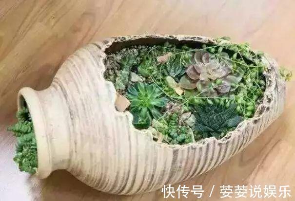 养护|周末回趟老家,捡了这些“老物件”养花,一瞬间高档、文艺