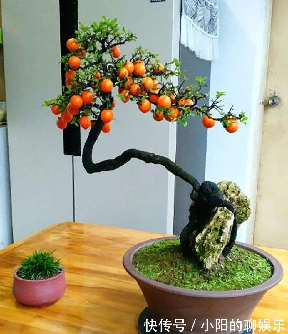 “寿命长”的11种花，好养寓意好，越养越值钱