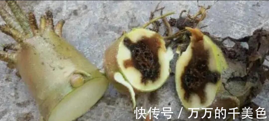 容易因多浇水而死的“10种花”，想要养好，管住手，少浇水