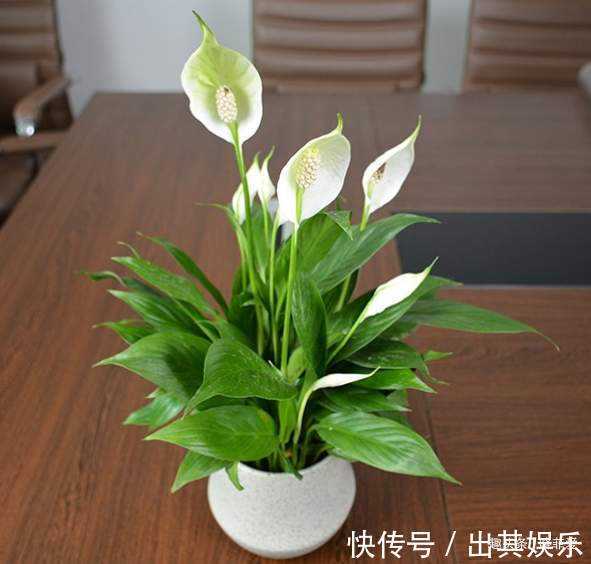 8种“喜水花”，不怕浇死了，越浇水长得越旺，手不勤养不活