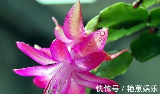 人心情|蟹爪兰“蔫吧”没精神,学会3个方法,叶片油绿、开花多,长爆盆