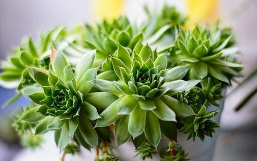 叶片|敲黑板,浅谈多肉植物中的战斗机观音莲,什么情况下需要摘心砍头