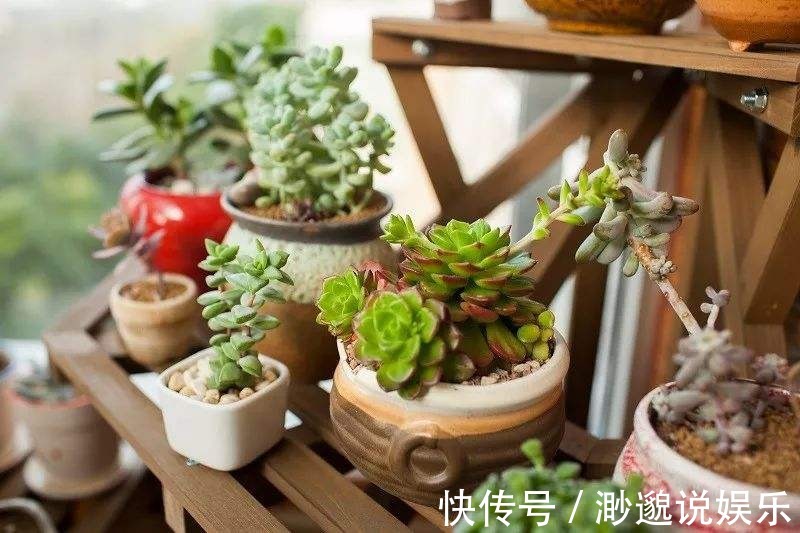 秋天|几个小动作秋天必做,养花也是要稍作调整!