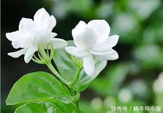 4种花好养易活开花漂亮,养了就爆盆,越养越喜欢