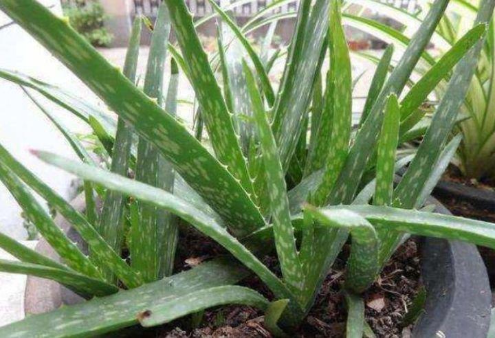 虎皮兰|客厅最适合养上4种花，叶子油绿、吸甲醛，植株漂亮上档次