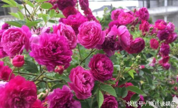 骨头|悄悄告诉你,花卉不开花,用点“催花水”,花开满盆,变养花高手