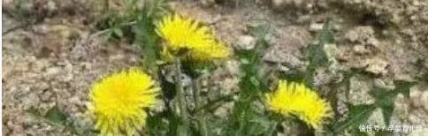 肌肤|会吃的人最健康,坚持吃以下食物能在美白的同时起到滋养肌肤的重要作用