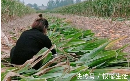 带娃|“全能宝妈”带娃收玉米两不误火了,所谓坚强,全靠硬扛