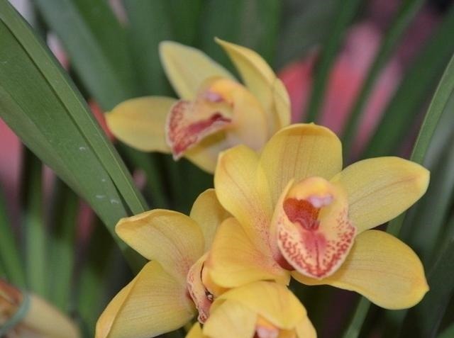 开败的大花蕙兰怎样养护让其第二年再次开花而不出现大小年