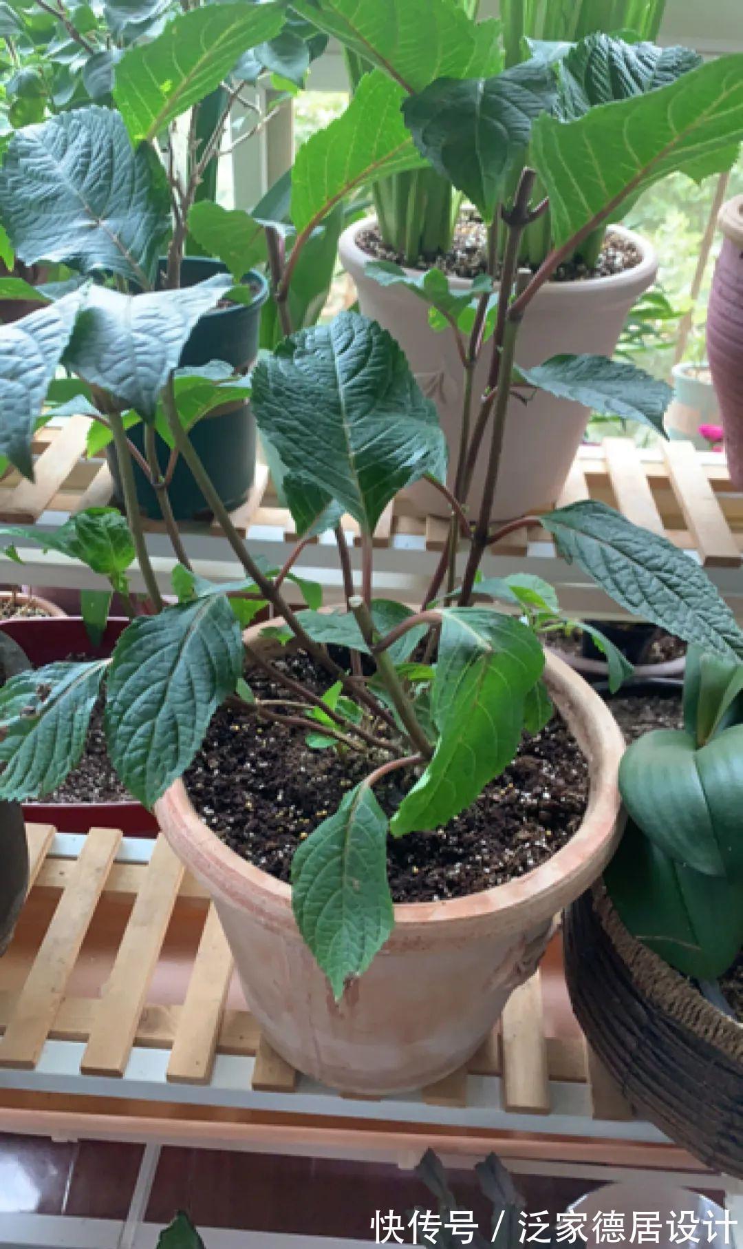 绣球|6种花“苏醒”了，多浇水、要施肥，下个月就开花