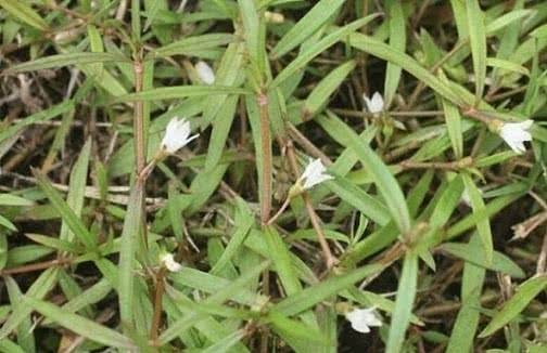 癌细胞|此物被称为“抗癌草”,具有清热解毒,消炎止痛,活血利尿等功效