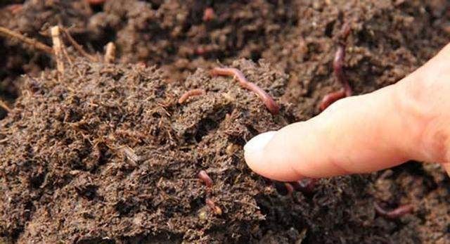 渔获|用蚯蚓钓不上鱼那是方法没用对,只4招,就让你渔获翻倍