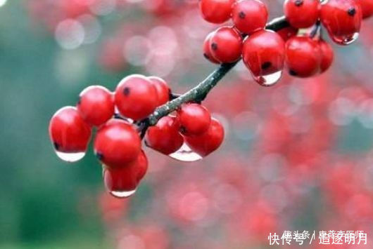 食物|养生不可少的食物,坚持常吃,清热解毒,缓解疼痛,更显年轻