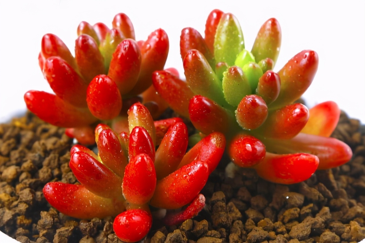 多肉植物耳坠草,想要绿叶变红,牢记4点,不用一个月就上色