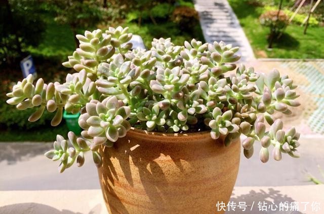 这“三多肉”都是爆崽王,上色快香气浓,2个月养成多头小胖墩!