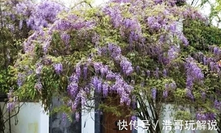 徽菜|住在黄山“天梯”上，品徽式定制拾秋宴，这是什么神仙日子！