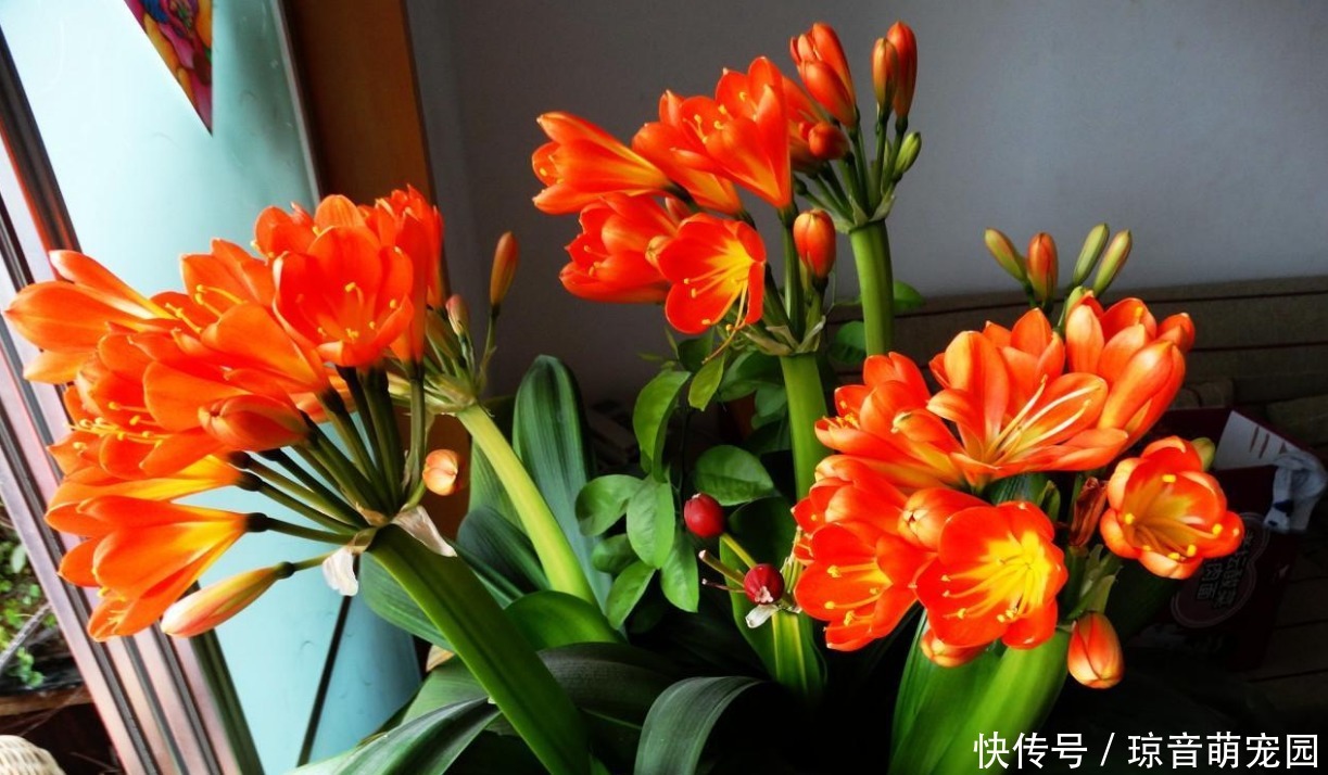 蒸发量|家里有君子兰,学会一招,枝芽蹭蹭涨,叶片绿油油