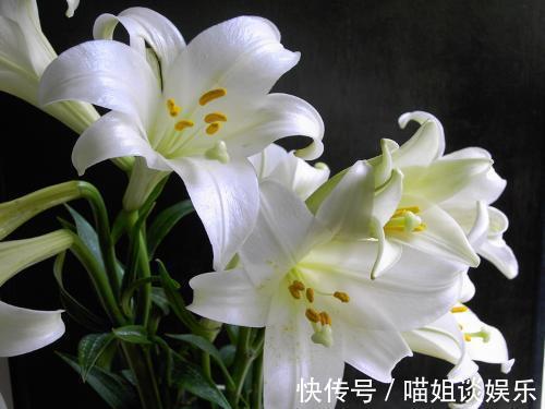 喜欢在家中养护花卉，就养护花期长，花色绚丽的3种花卉，太美了