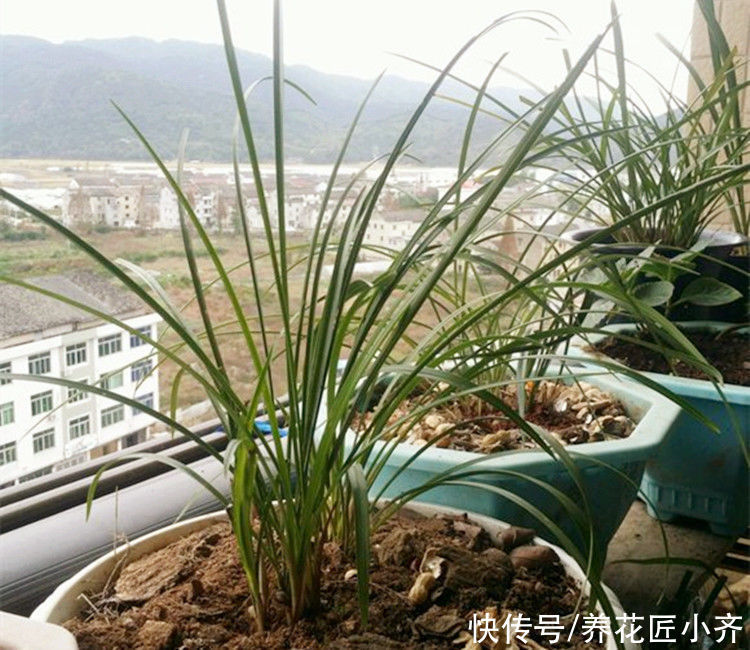 兰花烂根空根怎么办?关键是栽种不得当,一定要掌握好技巧才行