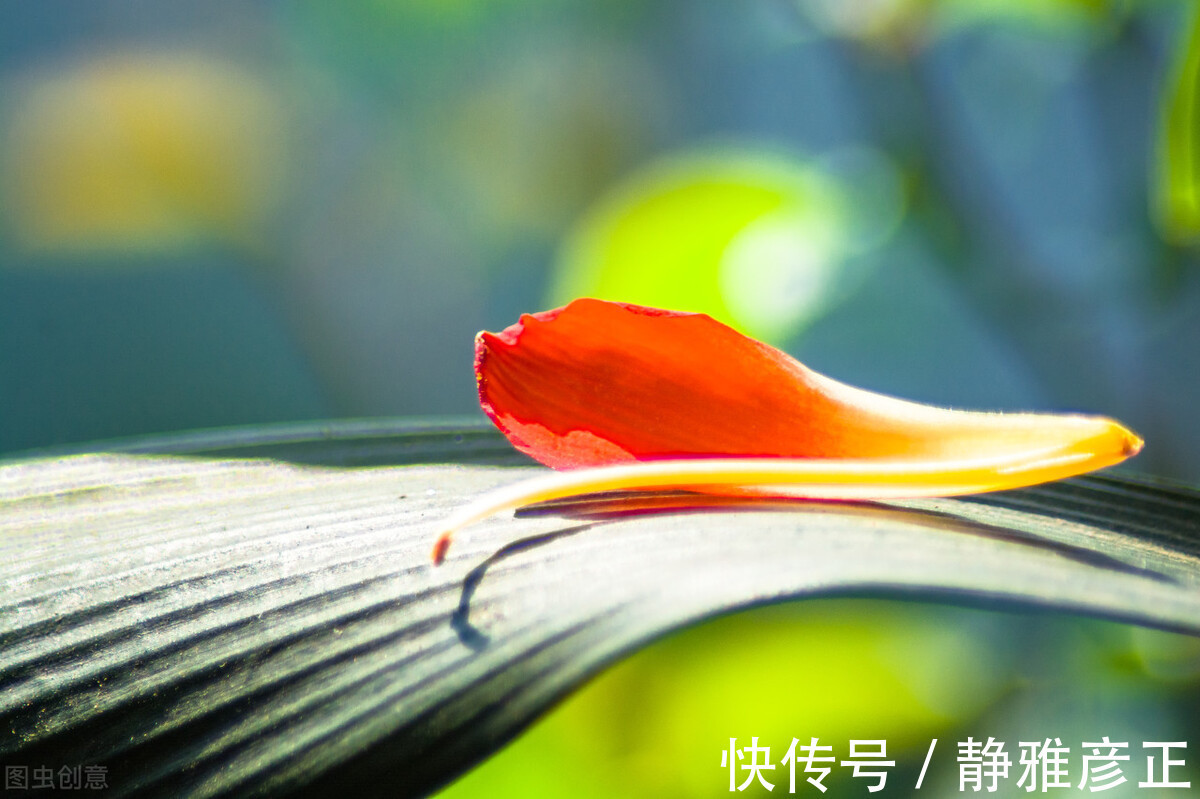 叶纹|君子兰长得好不好,不在于开不开花,而在于这三个地方