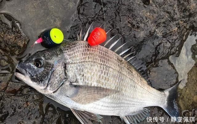 坦鲷鱼种类图解