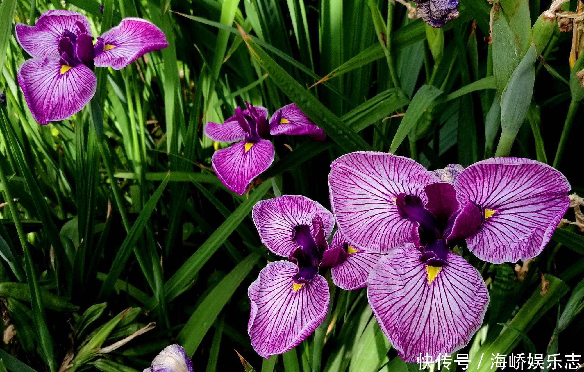 此花被法国人视为国花,花枝招展,非常迷人,象征着一颗优雅的心